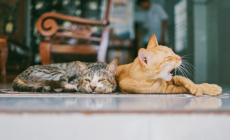 Clínica de Veterinário com Atendimento Clínico Vila Itapura - Veterinário 24 Horas