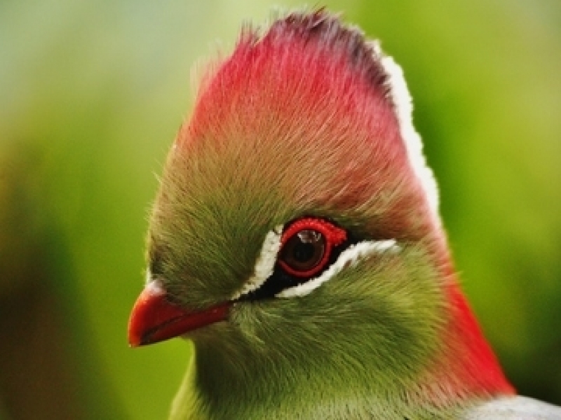 Clínica de Veterinário de Aves Parque Fazendinha - Veterinário 24 Horas