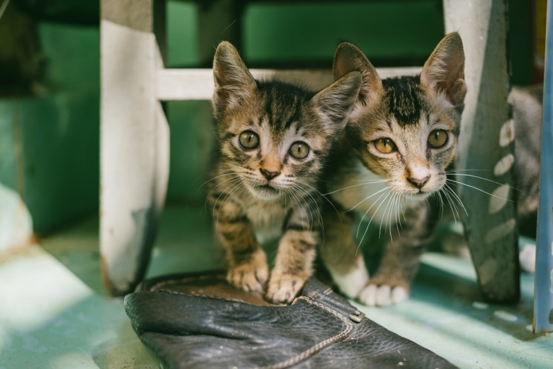 Clínica de Veterinário de Filhotes Vila Orozimbo Maia - Veterinário com Internação