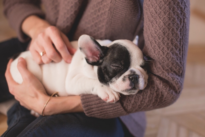 Clínica de Veterinário Especialista em Filhotes Jardim Belo Horizonte - Veterinário Dermatologista