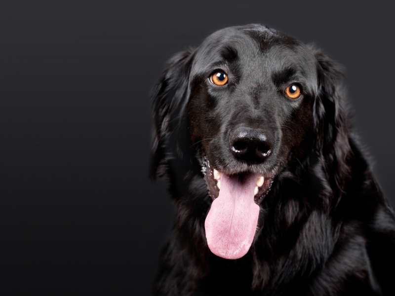 Clínica para Emergência Canina Vila Marta - Emergência de Pequenos Animais