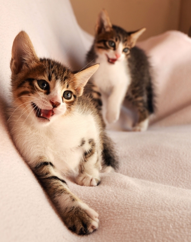 Clínica para Emergência em Pequenos Animais Jardim Magnólia - Emergência para Gatos