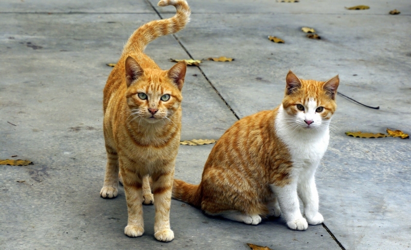 Clínica para Emergência Veterinária 24 Horas Jardim Leonor - Emergência para Animais 24 Horas