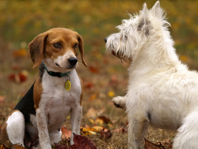 Clínica Veterinária 24 Horas Jardim Bandeirantes - Clínica Veterinária para Cachorro