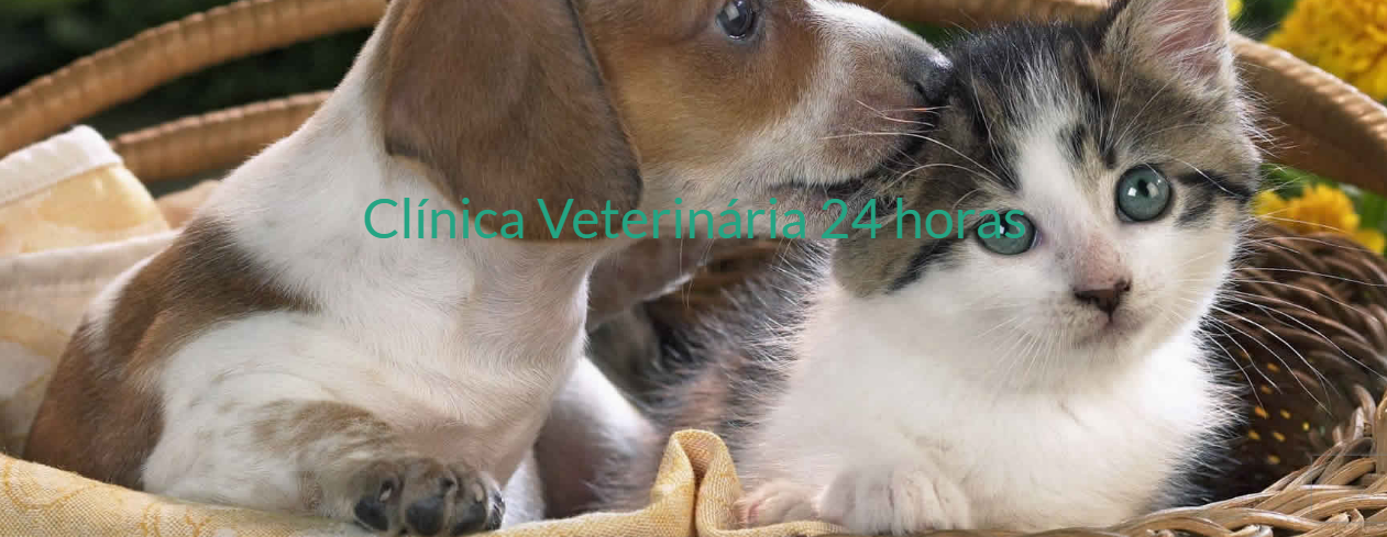 clinica-veterinaria-veterinario24hcampinas-banner1