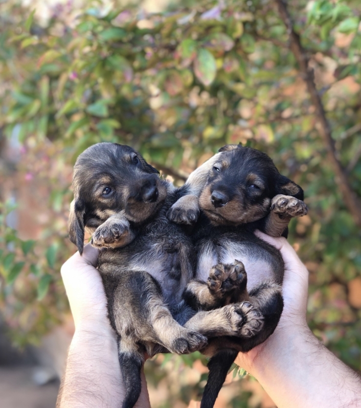 Clínicas Veterinárias para Cachorro Chácara da Barra - Clínica Veterinária para Cachorro