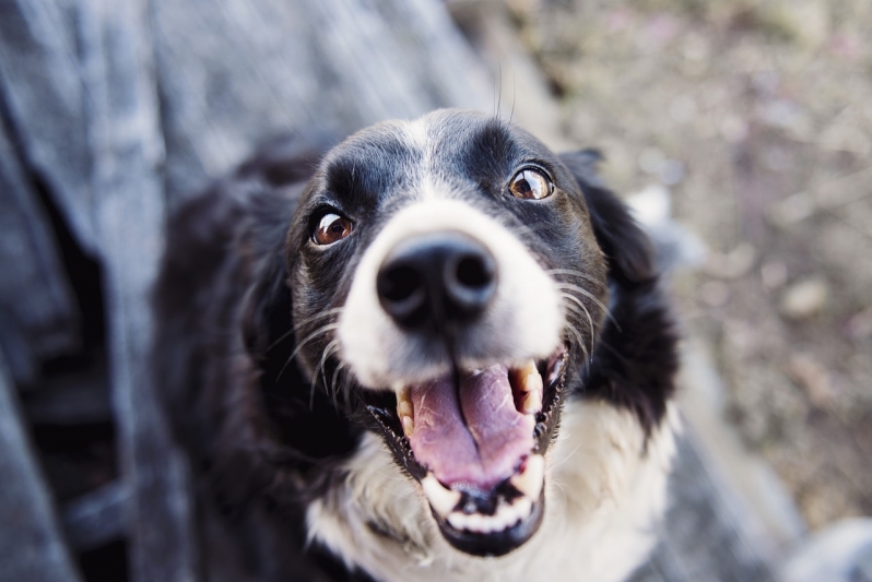 Clínicas Veterinárias para Emergência Vila Mimosa - Clínica Veterinária para Cachorro