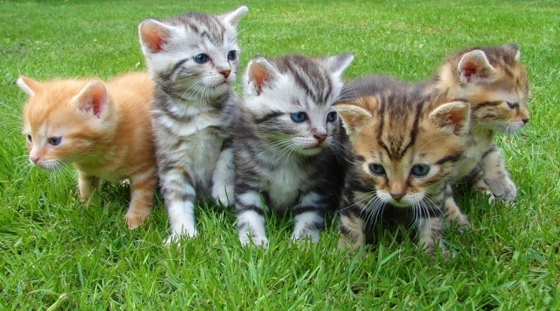 Emergência Animal de Emergência Jardim Professora Tarcilla - Emergência para Gatos
