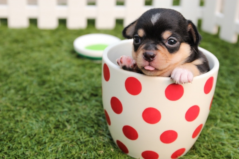 Emergência Canina Parque dos Pomares - Emergência Veterinária de Madrugada