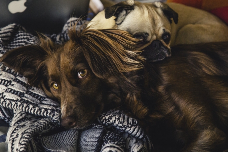 Emergência para Animais Acidentados Valinhos - Emergência Canina