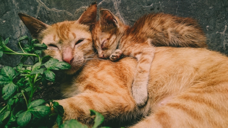 Emergência para Animais Jardim São Rafael - Emergência para Animais 24 Horas