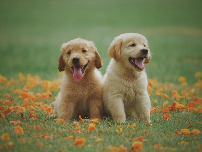 Emergência para Cães Atropelados Jardim Nossa Senhora Auxiliadora - Emergência Canina