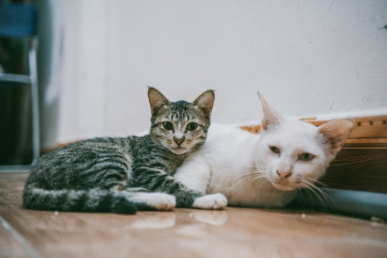 Emergência para Gatos Valores São Bernardo - Emergência Veterinária para Animais Silvestre