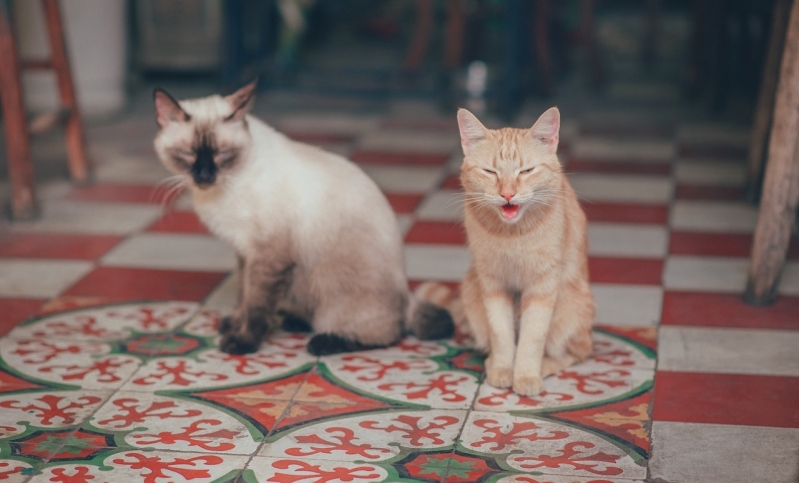 Emergência para Gatos Parque São Jorge - Emergência para Cães