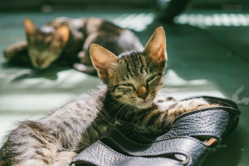 Emergência Veterinária de Madrugada Jardim São Domingos - Emergência para Animais