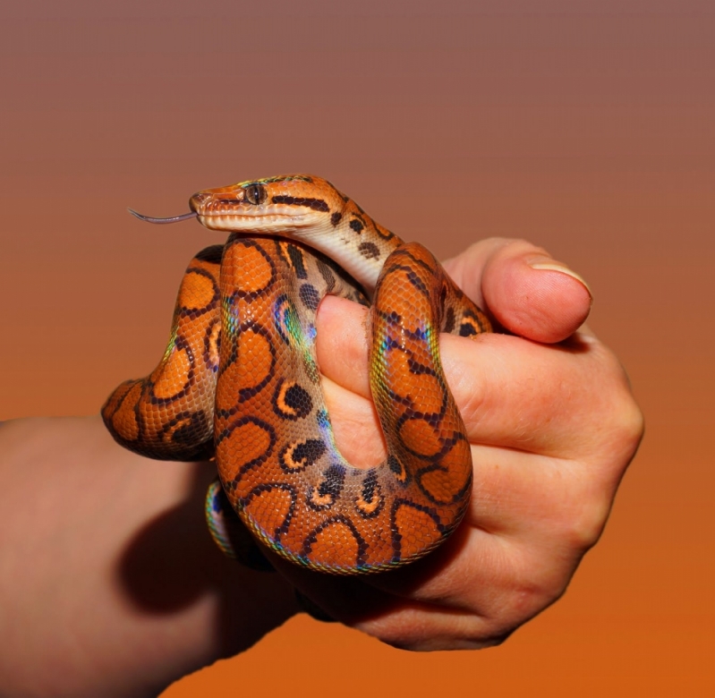 Emergência Veterinária para Animais Silvestre Valores Jardim Professora Tarcilla - Emergência em Pequenos Animais