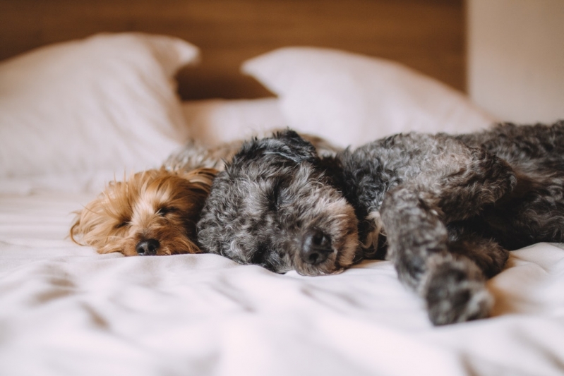 Emergências Canina Parque da Figueira - Emergência Veterinária de Madrugada