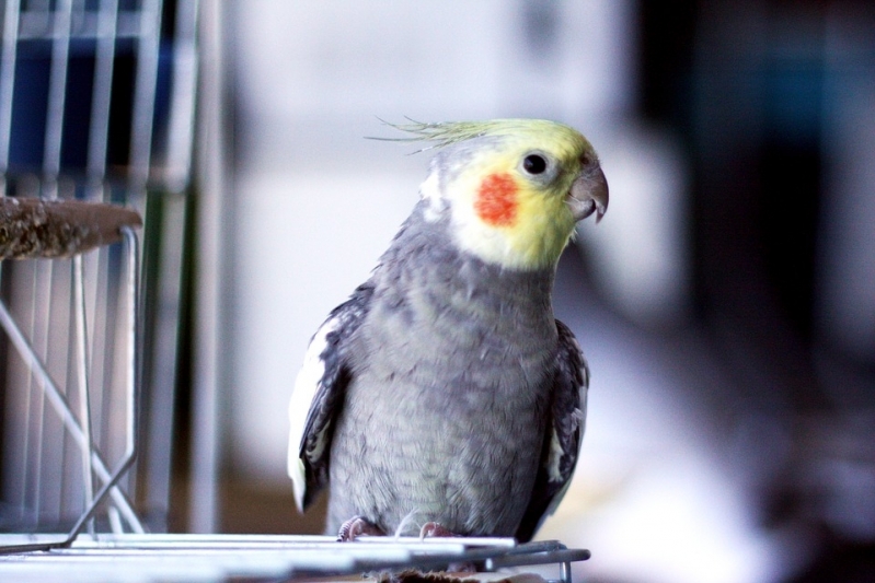 Encontrar Veterinário de Animais Exóticos Vila Lemos - Veterinário de Aves