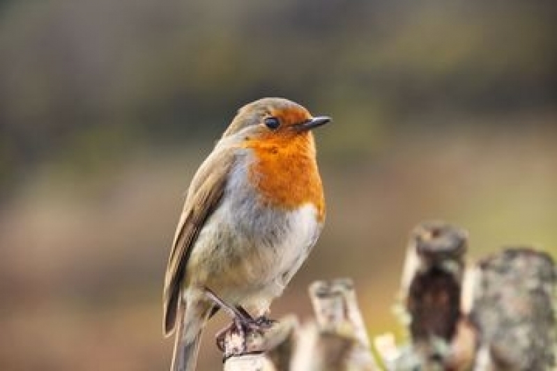 Encontrar Veterinário de Aves Vila Georgina - Veterinário Especialista em Filhotes