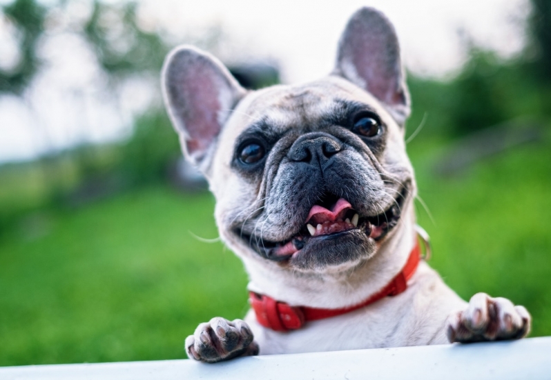 Hospital para Emergência Canina Vila Rica - Emergência Veterinária de Madrugada