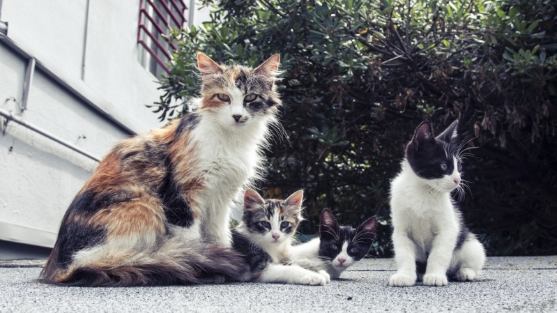 Onde Encontro Clínica Veterinária para Animais Jardim Nossa Senhora Auxiliadora - Clínica Veterinária e Pet Shop