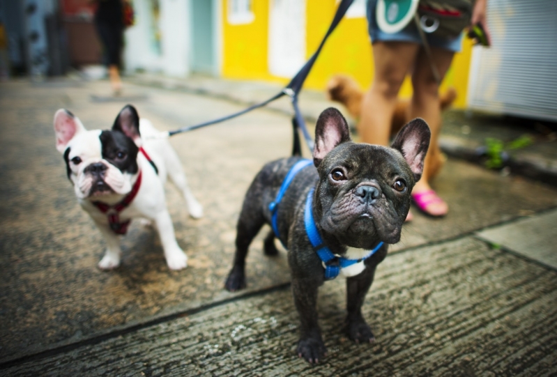 Onde Encontro Clínica Veterinária para Cachorro Parque das Flores - Clínica Veterinária Particular 24 Horas