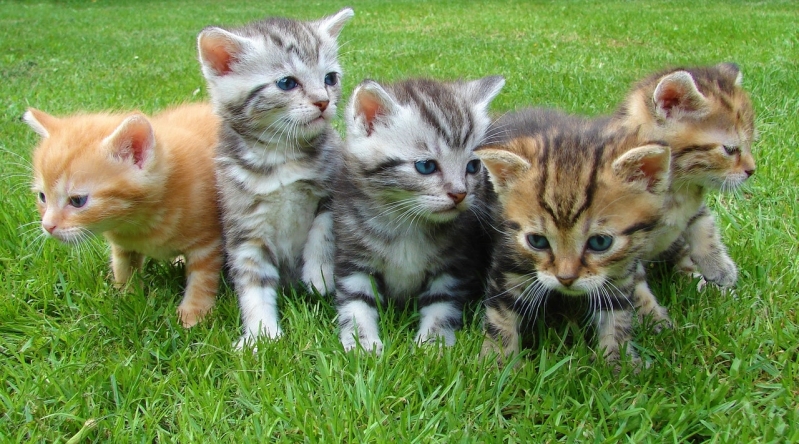 Onde Encontro Clínica Veterinária Particular Chácara Gargantilha - Clínica Veterinária 24 Horas