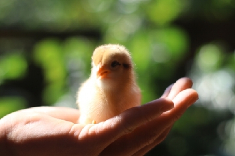 Onde Encontro Clínica Veterinária Parque dos Cisnes - Clínica Veterinária e Pet Shop