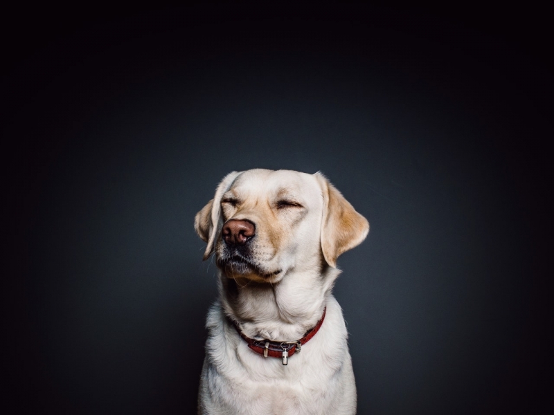 Onde Tem Clínica Veterinária 24h Parque Fazendinha - Clínica Veterinária com Atendimento Clínico