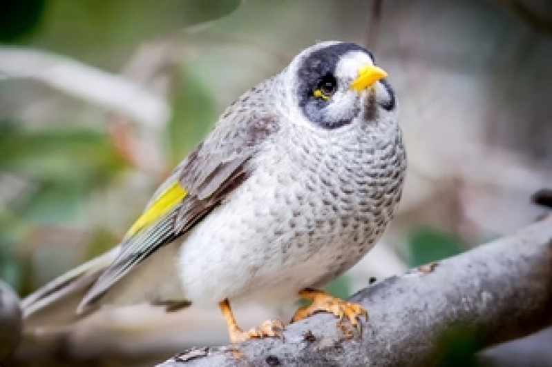 Quanto Custa Consulta Veterinária para Aves Jardim Campinas - Consulta Veterinária para Animais de Estimação