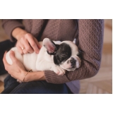 clínica para emergência de pequenos animais Jardim Chapadão