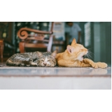 clínica para emergência para animais 24 horas Vila San Martin