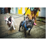 clínica para emergência para cães atropelados Campinas