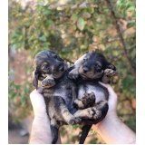 clínica veterinária com atendimento clínico Parque Fazendinha