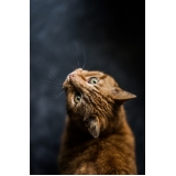 comprar vacina para gatos Jardim Conceição