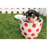 consulta veterinária com internação Parque Santa Bárbara
