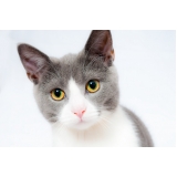 consulta veterinária para animais de estimação Jardim Campo Belo II