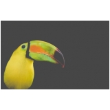 consulta veterinária para animais silvestre Vila Lemos
