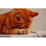 consulta veterinária para gato de emergência Jardim Campo Belo II