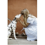 consulta veterinária cães