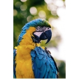 consultas veterinárias para aves Jardim Campo Belo I