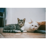 emergência para gatos valores São Bernardo