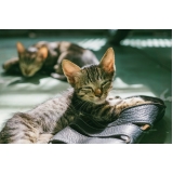 emergência veterinária de madrugada Parque da Figueira