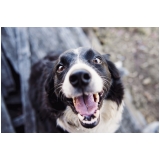 emergências para cães Parque Santa Bárbara