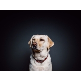 local de clínica veterinária com atendimento clínico Jardim São Vicente