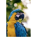 onde comprar vacina veterinária Jardim Santa Mônica
