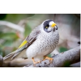 quanto custa consulta veterinária para aves Vila Proost de Sousa