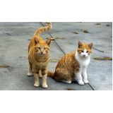 quanto custa consulta veterinária para cães e gatos Swiss Park