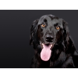 valor de consulta veterinária para animais de estimação Jardim Itatiaia