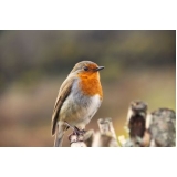 valor de consulta veterinária para aves Ponte Preta